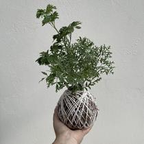 Kokedama de árvore da felicidade macho e fêmea Kokedama de árvore da felicidade macho e fêmea