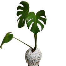 Kokedama de costela de adão Kokedama de costela de adão