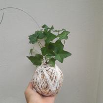 Kokedama de hera estrela pequena Kokedama de hera estrela pequena