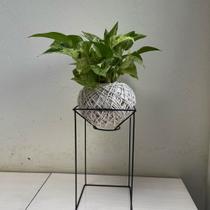 Kokedama de jiboia branca Kokedama de jiboia branca