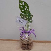 Kokedama de monstera adansonii para presente com suporte de madeira Kokedama de monstera adansonii para presente com suporte de madeira