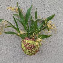 Kokedama de oncidium twinckle cores variadas