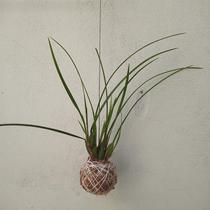 Kokedama de orquídea maxillaria tenuifolia (perfume de coco queimado) Kokedama de orquídea maxillaria tenuifolia (perfume de coco queimado)