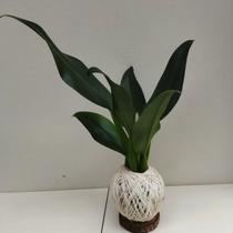 Kokedama de pacová (philodendron martianum) Kokedama de pacová (philodendron martianum)