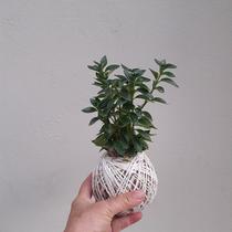 Kokedama de peixinho Kokedama de peixinho