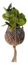 Kokedama de peperomia verde com macramê hanger neutro Kokedama de peperomia verde com macramê hanger neutro