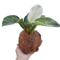 Kokedama de philodendron Kokedama de philodendron