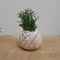 Kokedama de ripsalis