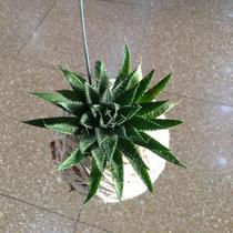 Kokedama de suculenta rabo de tatu