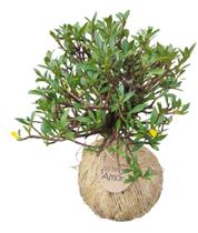 Kokedama jasmin anã decoração presente luxi - Green