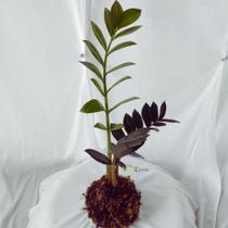 Kokedama Natural Da Planta Zamioculca Arte Japonesa