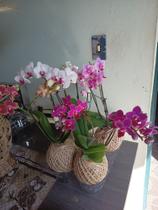 Kokedama - Orquídea