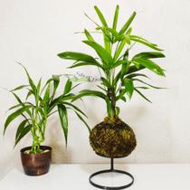 Kokedama Planta Palmeira Ráfia Ou Rhafis Decoração Natural