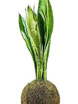 Kokedama Sansevieria de São Jorge -G