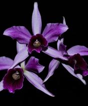 L. Purpurata Roxo Violeta X Coerulea Flamea - Floranet