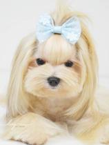 Laço Tule Flor Azul para cachorro