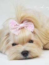 Laço Tule Flor Rosa para cachorro Laço Tule Flor Rosa para cachorro