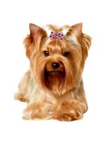 Laços para Pet Banho E Tosa Kit com 100 unidades Atacado