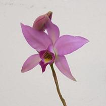 Laelia anceps Laelia anceps