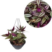 Lambari Roxo Tradescantia Zebrina Planta Adulta Cuia 21 Rara Lambari Roxo Tradescantia Zebrina Planta Adulta Cuia 21 Rara