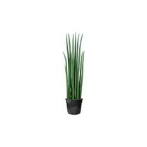 Lança De São Jorge media, Sansevieria Cylindrica 40cm