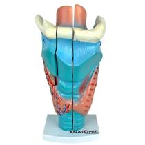 Laringe Ampliada Em 3 Partes, Anatomia