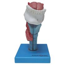 Laringe com Língua e Dentes em 5 partes, Anatomia