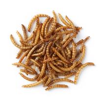 Larvas de Tenébrio Comum Desidratado - 500 g