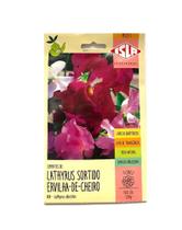 Lathyrus Sortido/ Ervilha de Cheiro - 2gr de Sementes