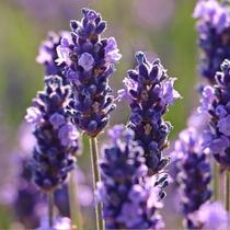 Lavanda Verdadeira / Alfazema - 50gr De Sementes