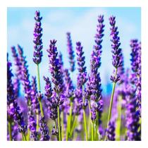 Lavanda Verdadeira/ Alfazema - 50grs de Sementes
