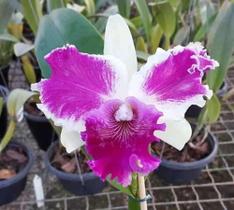Lc. Red. Empress X Lc. Shellie Compton Red Butterfly - Corte Adulto