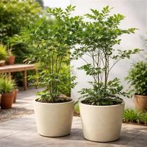 Leia Verde - Leea guineensis - Arbusto Ornamental de 35 cm