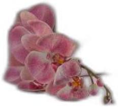 Lençol Cama Casal Padrão 100% Algodão Percal 200 Fios Rosa