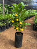 Linda Muda De Araçá Amarelo + Brinde Envio Imediato Linda Muda De Araçá Amarelo + Brinde Envio Imediato