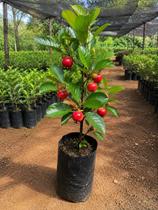 Linda Muda De Araçá Vermelho + Brinde Envio Imediato