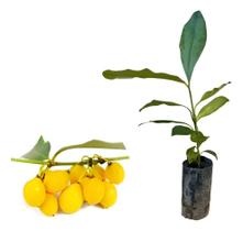 Linda Muda De Bacupari Redondo Graúdo Garcinia Brasiliensis Linda Muda De Bacupari Redondo Graúdo Garcinia Brasiliensis