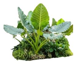 Linda Muda De Colocasia Gigantea - Orelha De Elefante Linda Muda De Colocasia Gigantea - Orelha De Elefante