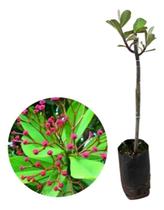 Linda Muda De Janauba Leiteira Pau Santo Synadenium Grantii Linda Muda De Janauba Leiteira Pau Santo Synadenium Grantii