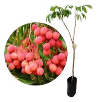 Linda Muda De Lichia Kwai Mai Pink Precoce Produz Rápido