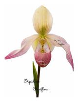 Linda Orquídea Sapatinho Flor Phragmipedium Sedenii Vaso Envasada Planta Adulta