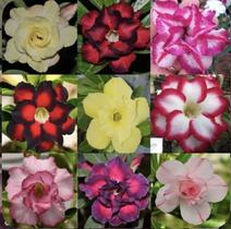 Lindas Mudas De Rosa Do Deserto Dobrada Sortidas Lindas Mudas De Rosa Do Deserto Dobrada Sortidas