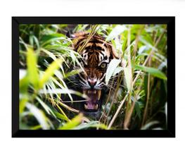 Lindo Quadro Decorativo Tigre Natureza Selvagem 42x29cm