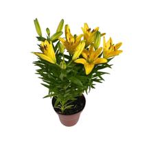 Lírio Amarelo Hemerocalys Flava Pote 15 Dia Das Mães Presente Lírio Amarelo Hemerocalys Flava Pote 15 Dia Das Mães Presente