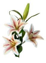 Lírio Artificial Buque 3 Flores Cores Alt 90cm Grande