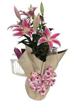 Lirio Rosa Plantado no vaso Lirio Rosa Plantado no vaso