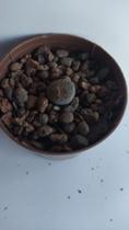 Lithops, Pedra Viva