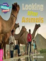 Livro - Cambridge Reading Adventures - Looking After Animals Pink B Band - CAMBRIDGE UNIVERSITY