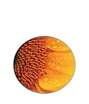 Livro Guess What 2 - Pupil - Cambridge