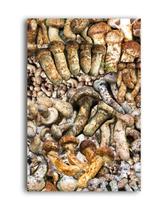 Livro - O cogumelo no fim do mundo Livro - O cogumelo no fim do mundo